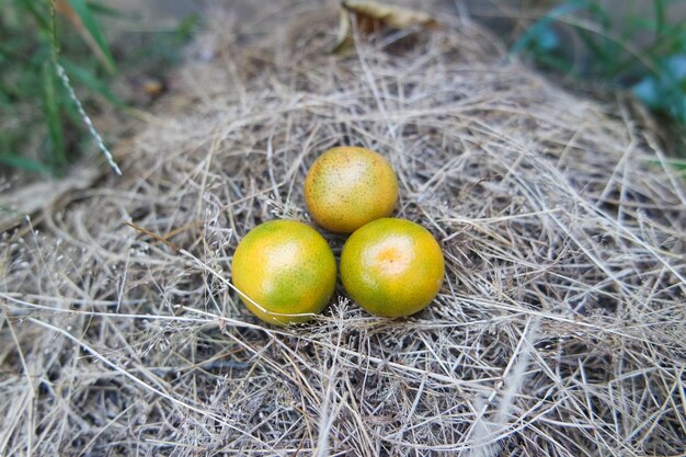 mini fruits d'orange frais dans le jardin de l'arrière-cour en été