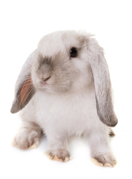 mini lop en studio