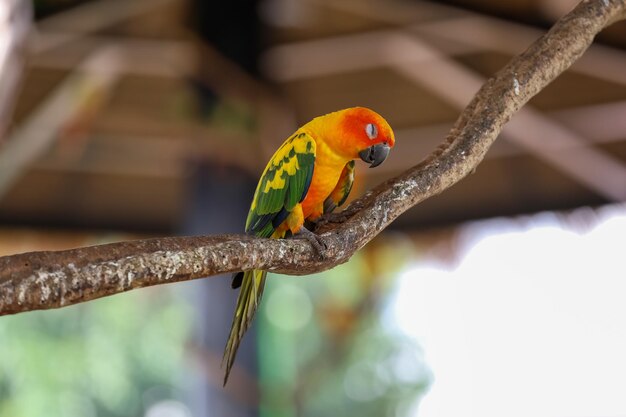 Photo le mini oiseau perroquet dort sur un arbre sec au jardin