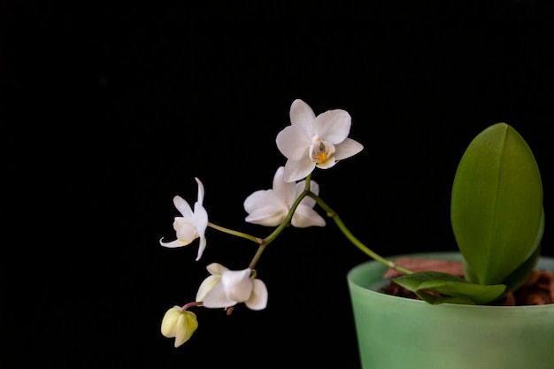 Mini orchidée blanche en fleurs dans un pot sur fond noir. Fleurs à la maison, floriculture, loisirs.