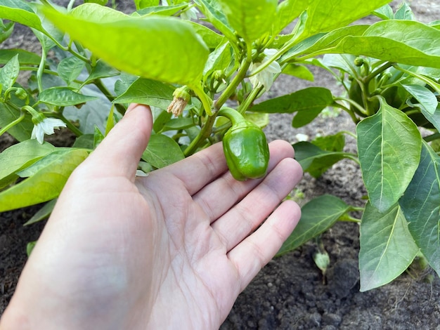 Mini plante de poivron vert en serre prête à récolter vue rapprochée mise au point sélective