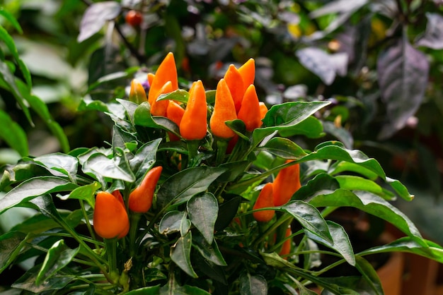 Les mini poivrons orange sur le buisson