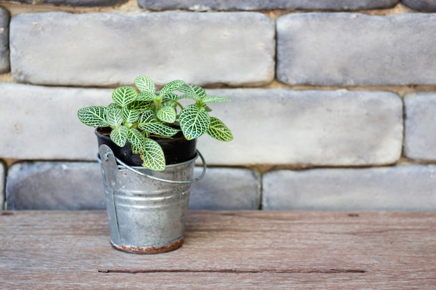 Mini pot à feuilles vertes