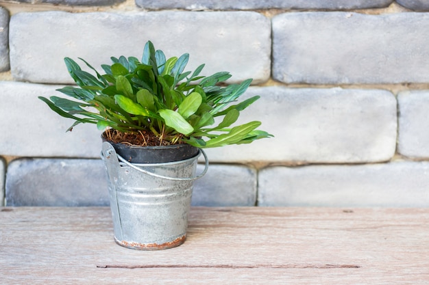 Mini pot à feuilles vertes