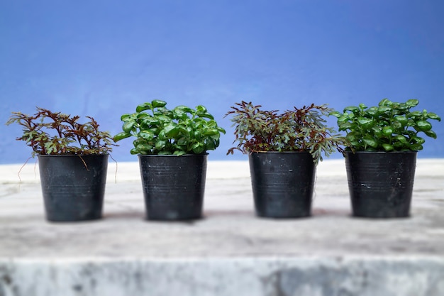 Mini pot de fleurs nature