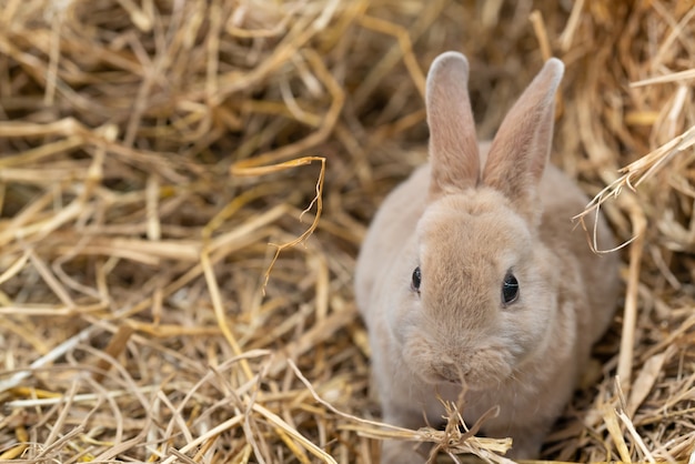 Mini Rex est une race de lapin domestique