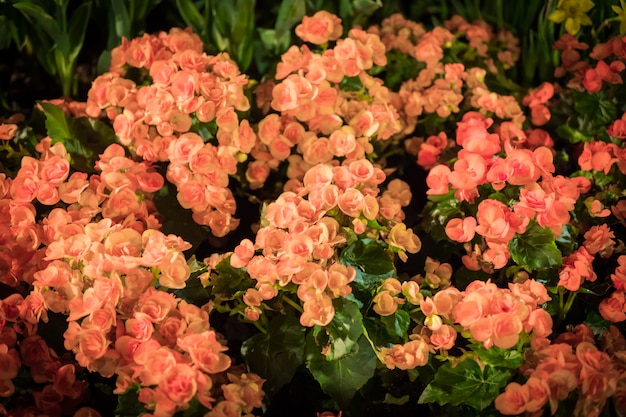 Mini roses rouges naturelles.