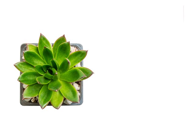 Mini succulente dans un pot gris. Isolé sur fond blanc. Minimalisme à l'intérieur. Espace pour le texte. Vue de dessus.