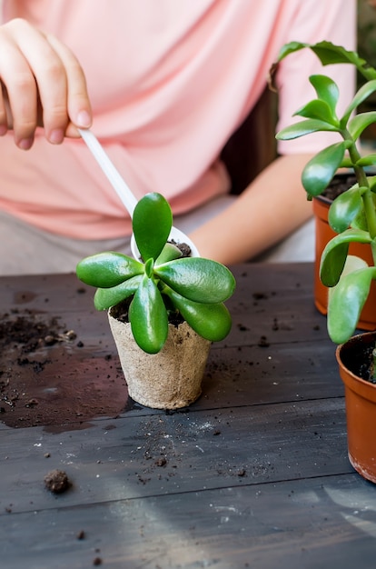 Mini succulente dans un pot de tourbe sur la table après le repiquage