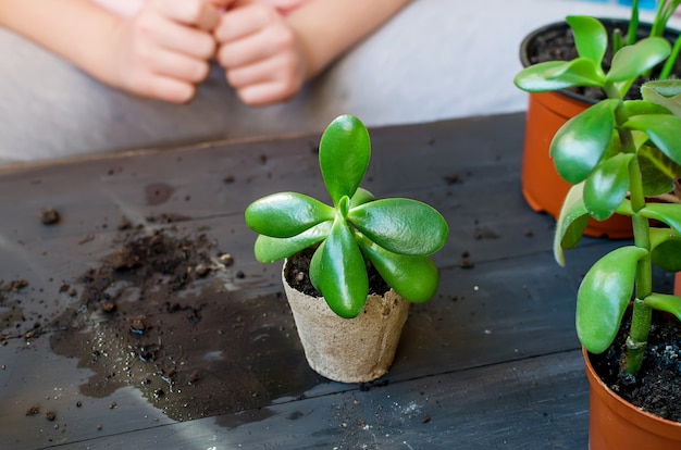 Mini succulente dans un pot de tourbe sur la table après le repiquage