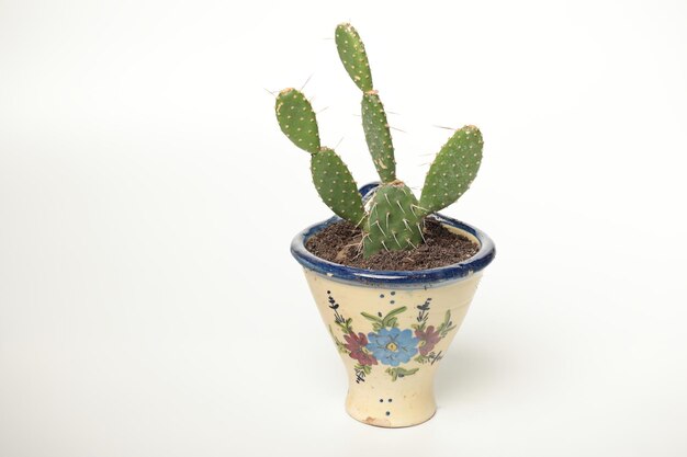 Minimalisme naturel Cactus et plantes succulentes sur fond blanc