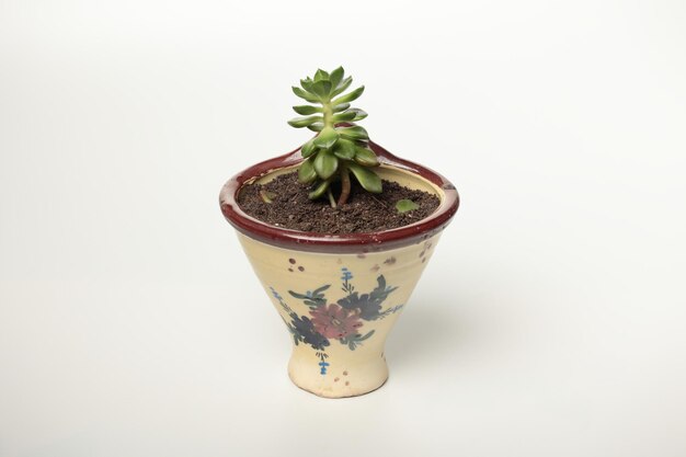 Minimalisme naturel Cactus et plantes succulentes sur fond blanc