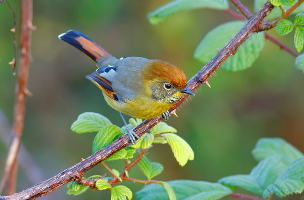Minla Chrysominla strigula à queue brune Belle Oiseaux de Thaïlande