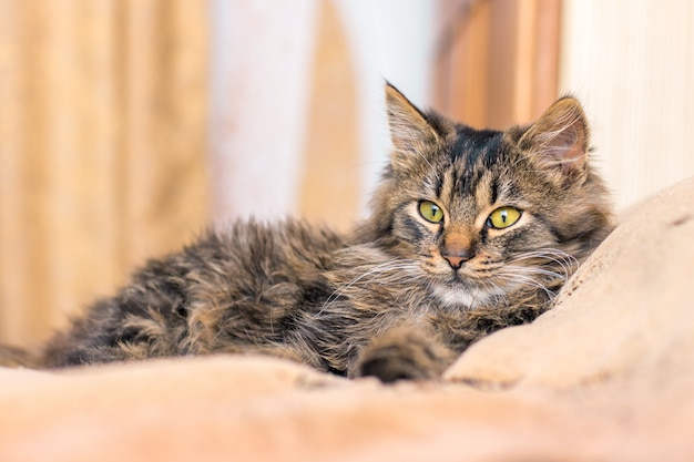 Un minou rayé couché dans la chambre sur le canapé