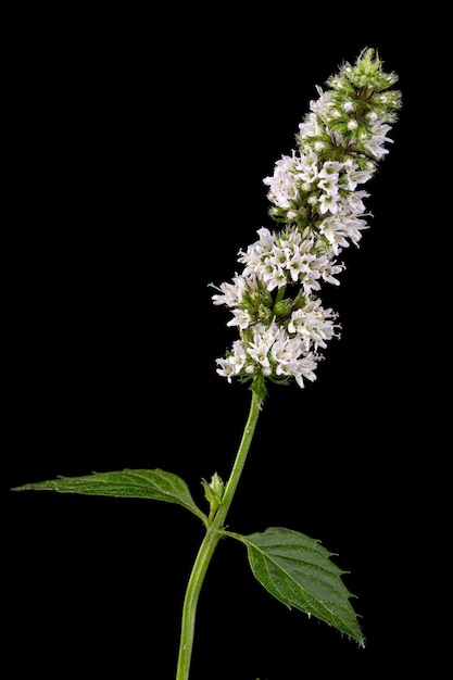 Mint avec des fleurs et des feuilles isolées sur fond noir