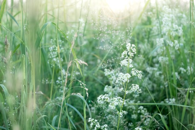 De Minuscules Fleurs Sauvages Blanches Parmi L'herbe Verte Sur Le Terrain Au Soleil