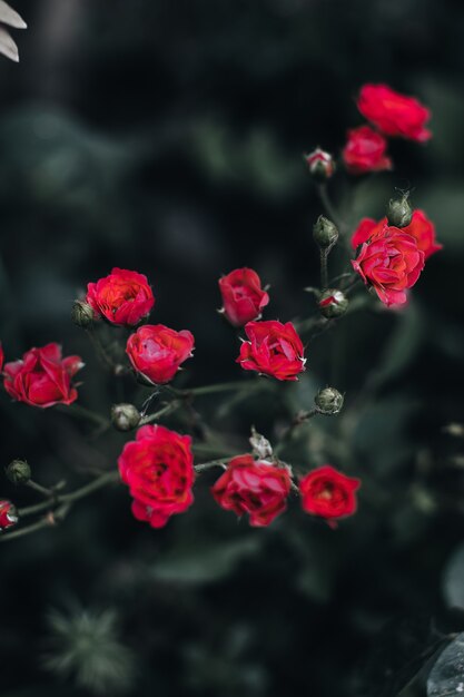 De minuscules roses de jardin roses fraîches poussant dans la nature Laisse des bourgeons de détails floraux sur un arrière-plan flou