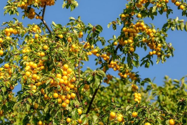 Mirabelles jaunes mûres (Prunus domestica syriaca) sur les branches d'arbres