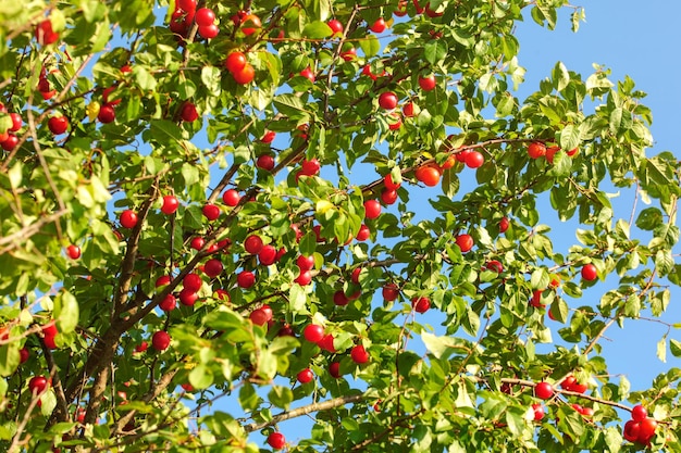 Mirabelles rouges (Prunus domestica syriaca) sur un arbre contre le ciel bleu de l'après-midi.