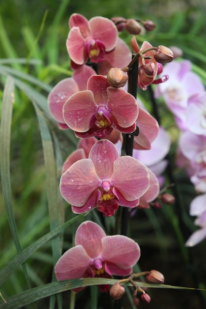 Mirach d'orchidée bouchent l'arrière-plan