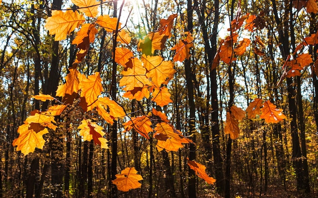 Le miroir de l'automne