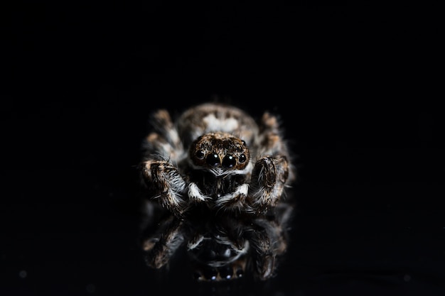 Photo miroir isolé près nature insecte araignée