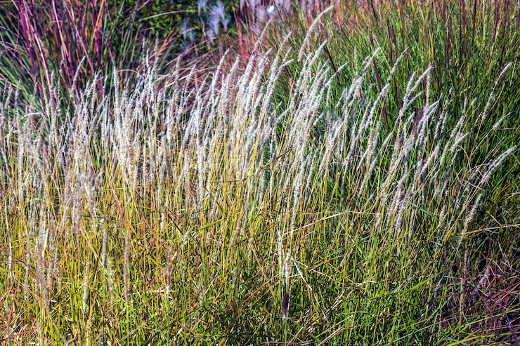 Photo le miscanthus sinensis se balance dans le vent la belle herbe haute au soleil se balance dans le vent