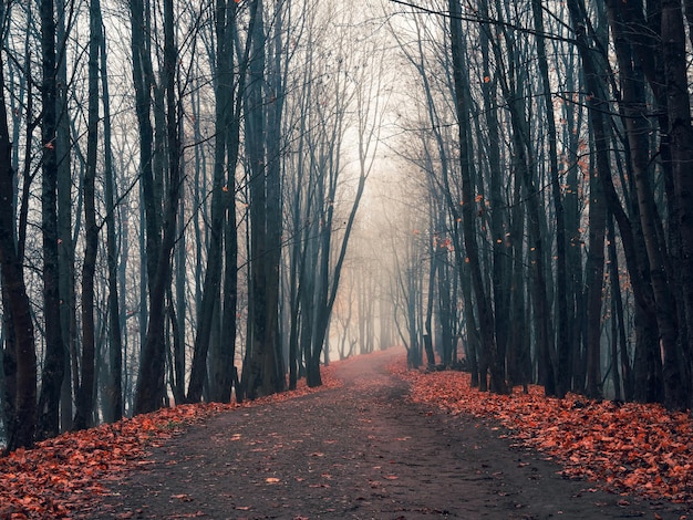 Mise au point douce Allée d'automne brumeuse vide dans un parc avec des érables à la fin de l'automne Paysage d'automne mystique avec brouillard matinal et chemin dans le parc