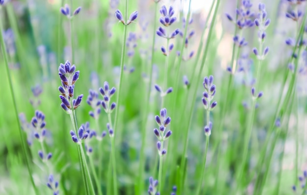 Mise au point douce sur de belles fleurs de lavande dans le jardin d'été