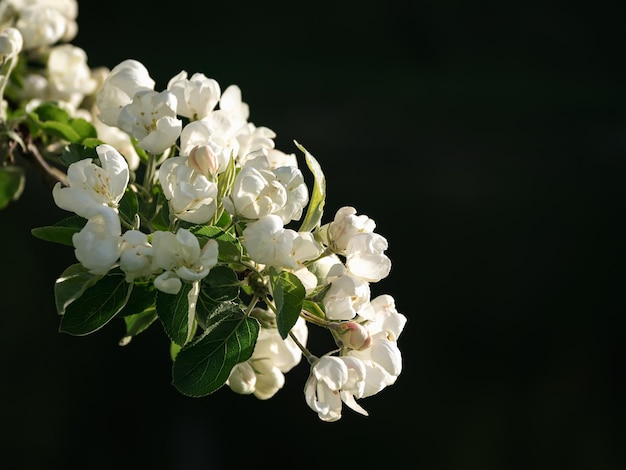 Mise au point douce Branche de fleurs parfumées en fleurs au printemps sur un fond naturel sombre