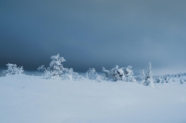 Mise au point douce. Fond nordique minimaliste d'hiver avec des arbres recouverts de neige contre un ciel sombre et dramatique. Nature arctique rude. Conte de fées mystique de la forêt brumeuse d'hiver.