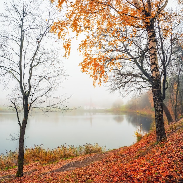 Mise au point douce. Paysage brumeux du matin d'automne. Un paysage brumeux d'automne lumineux avec des arbres dorés au bord de l'étang et un vieux palais. Gatchina. Russie.