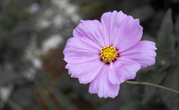 Mise au point douce et sélective, un champ coloré de fleurs de cosmos est planté pour que les visiteurs puissent visiter la fleur de cosmos en hiver et le champ de cosmos. Flower, c'est aussi le rendez-vous des couples le jour de la Saint-Valentin.