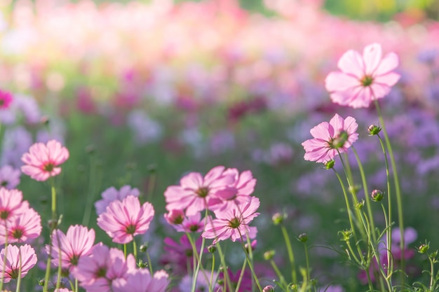 Mise au point douce et sélective de Cosmos, fleur floue pour le fond, plantes colorées