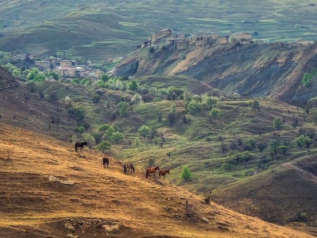 Mise au point douce. Un troupeau de chevaux broute à flanc de montagne. Paysage rural du matin d'été. Daghestan.