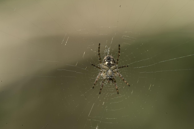 Mise au point peu profonde d'une araignée sur une toile