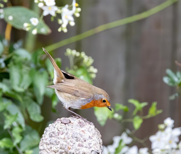 Mise au point peu profonde d'un petit oiseau robin européen jaune et gris