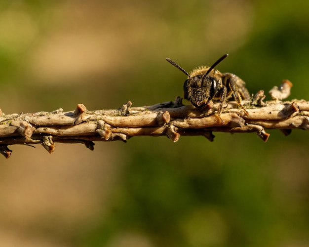 Mise au point sélective d'une abeille sur une branche d'arbre sur une verdure floue