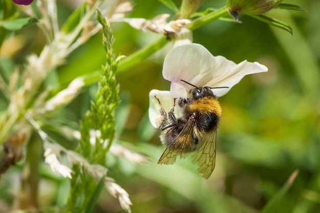 Mise au point sélective d'une abeille sur une fleur blanche