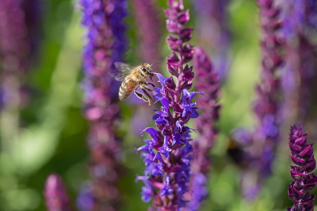 Mise au point sélective d'une abeille récoltant des fleurs de sauge bleues et violettes