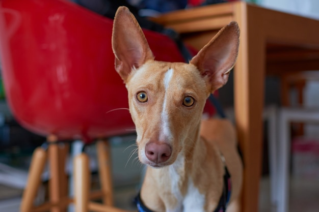 Une mise au point sélective d'un adorable chien pharaon