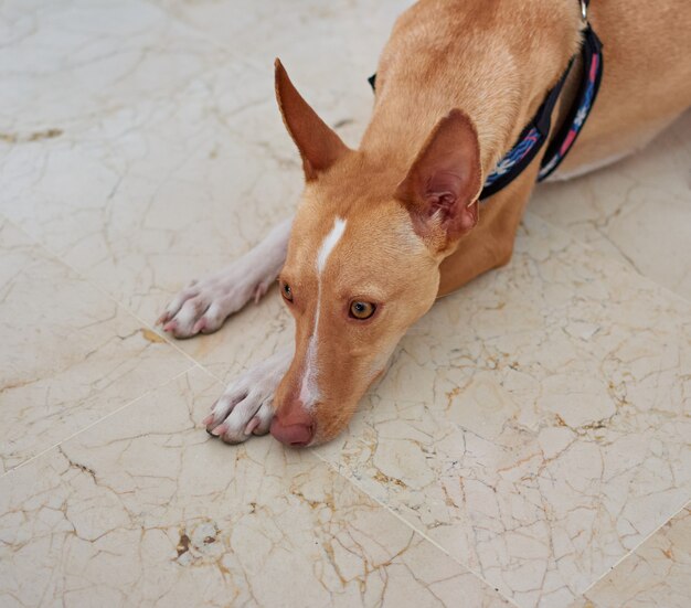 Une mise au point sélective d'un adorable chien pharaon