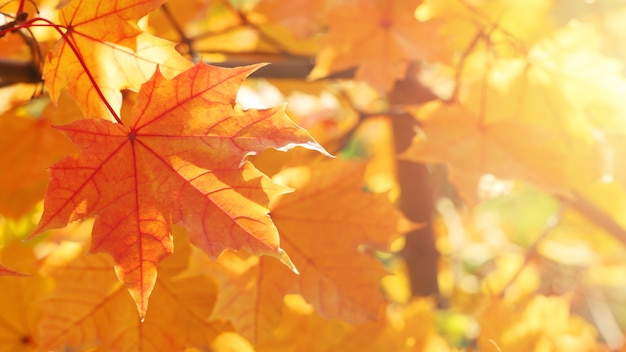 Mise au point sélective automne feuillage luxuriant feuilles d'érable sur arbre