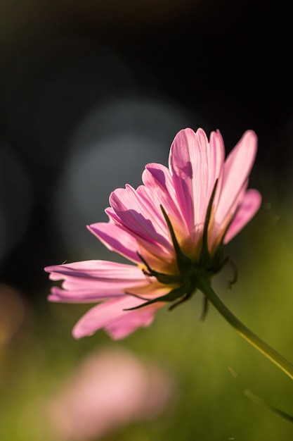 Photo mise au point sélective belle fleur cosmos rose qui fleurit dans un jardin.