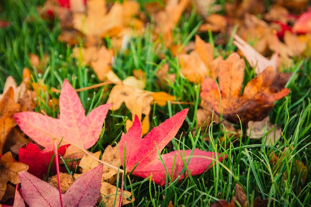 Mise au point sélective belle nature de fond automne en plein air de feuilles d'érable rouge et feuilles sèches tombées