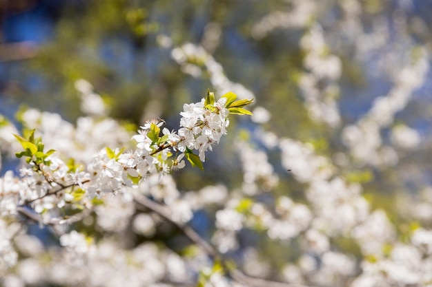 Mise au point sélective de belles branches de fleurs de cerisier blanches sur l'arbre sous le ciel bleu Belles fleurs de Sakura au printemps dans le parc Texture motif floral Fond nature