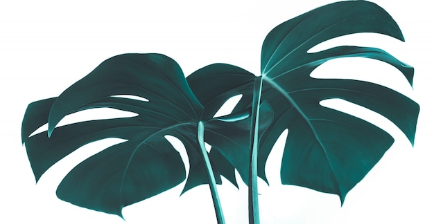 Mise au point sélective de belles feuilles de monstera sur blanc