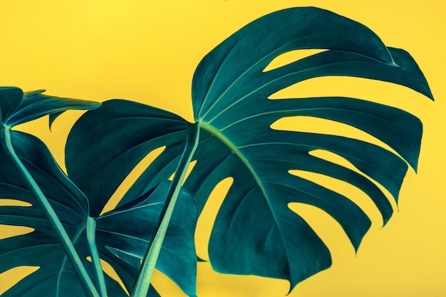 Mise au point sélective de belles feuilles de monstera sur jaune