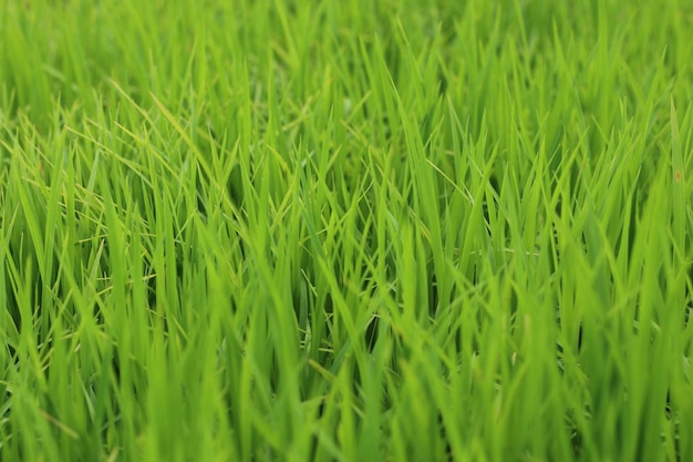 Mise au point sélective de belles feuilles vertes naturelles fond de rizière verte