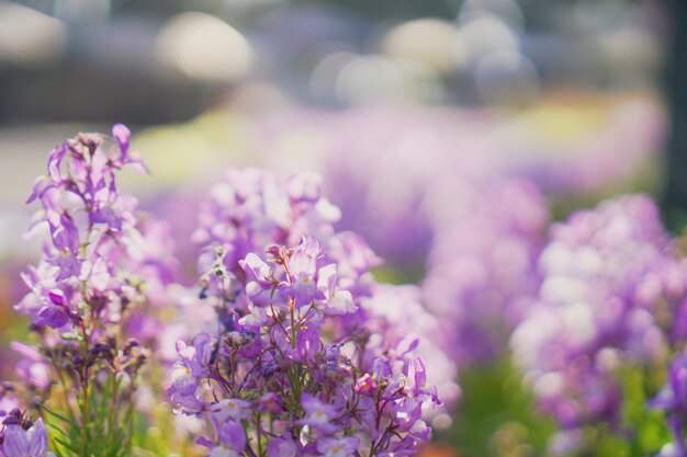 Mise au point sélective de belles fleurs colorées avec fond de bokeh d'été. Style de couleur vintage.